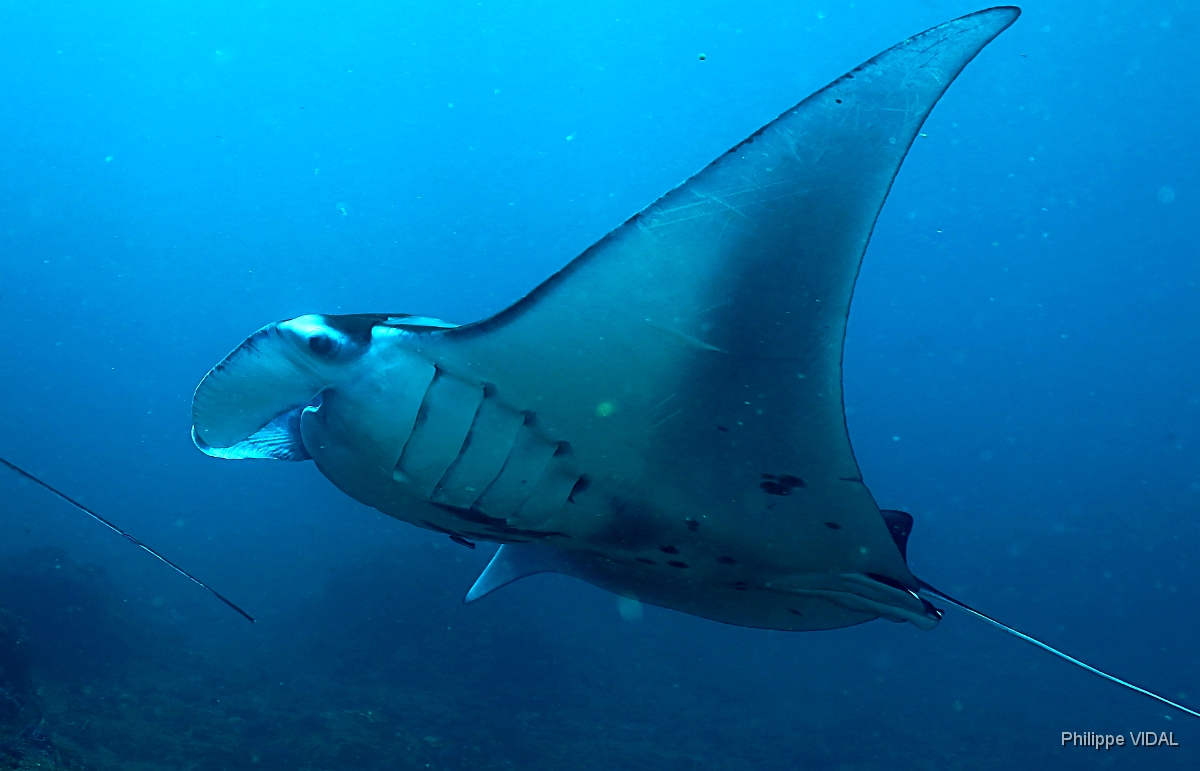Bali 2016 - Oceanic Manta Ray - Raie Manta Oceanique - Manta Birostris - IMG_6036_rc.jpg